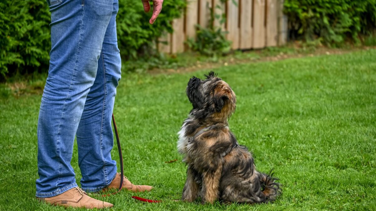Köpeklerde Tuvalet Eğitimi Nasıl Verilir?