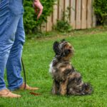 Köpeklerde Tuvalet Eğitimi Nasıl Verilir?