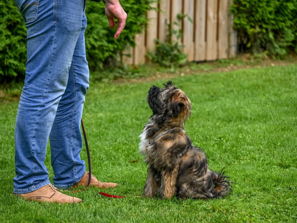 Köpeklerde Tuvalet Eğitimi Nasıl Verilir?
