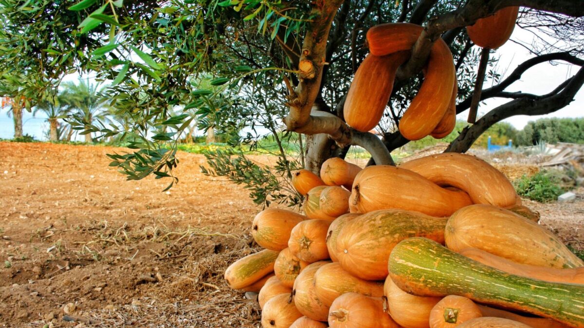 Bahçede Kabak ve Bal Kabağı Yetiştiriciliği Nasıl Yapılır?