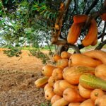 Bahçede Kabak ve Bal Kabağı Yetiştiriciliği Nasıl Yapılır?