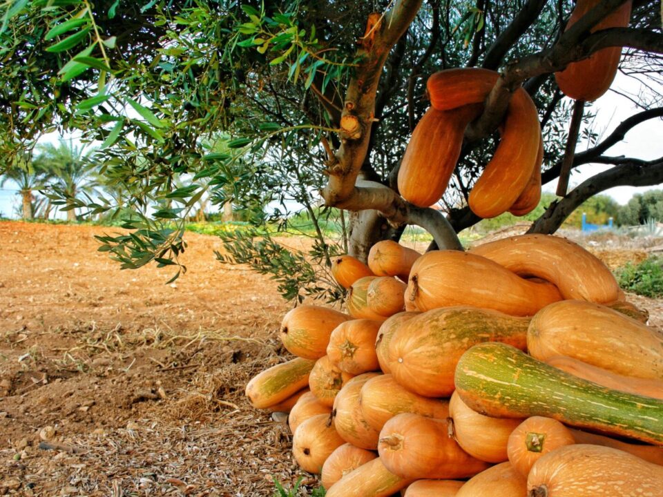 Bahçede Kabak ve Bal Kabağı Yetiştiriciliği Nasıl Yapılır?