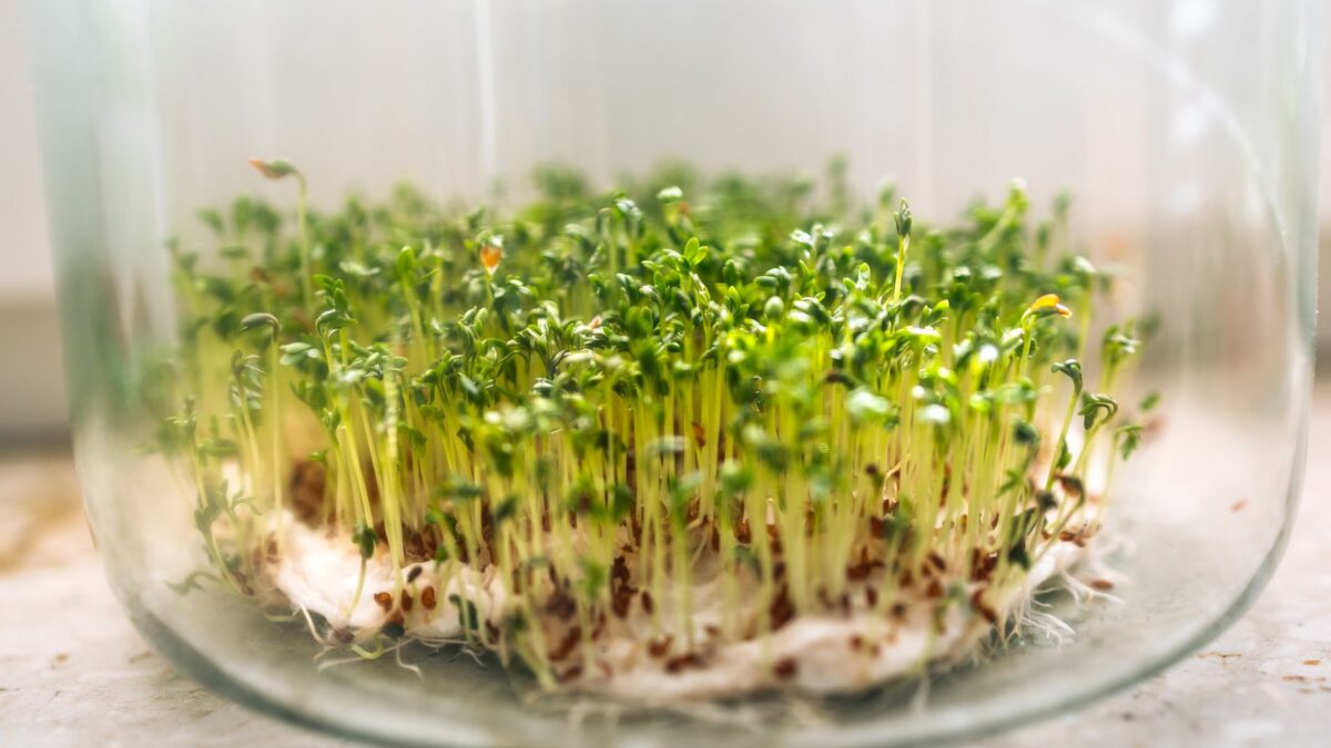 Evde Mikro Yeşillik (Microgreens) Yetiştirme Rehberi