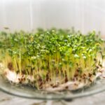 Evde Mikro Yeşillik (Microgreens) Yetiştirme Rehberi