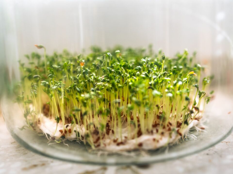 Evde Mikro Yeşillik (Microgreens) Yetiştirme Rehberi