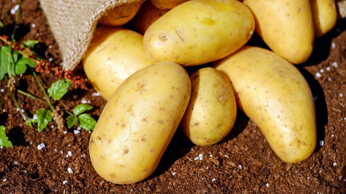 Bahçede Patates Yetiştirme: Çuvalda Patates Nasıl Büyütülür?