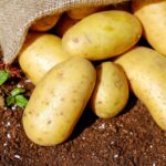 Bahçede Patates Yetiştirme: Çuvalda Patates Nasıl Büyütülür?
