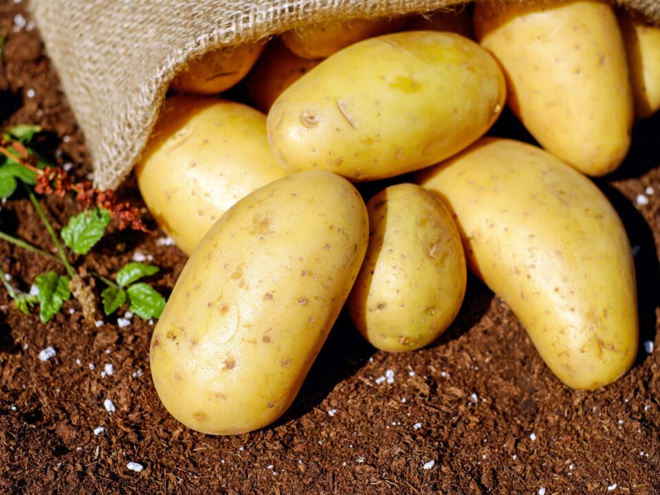 Bahçede Patates Yetiştirme: Çuvalda Patates Nasıl Büyütülür?