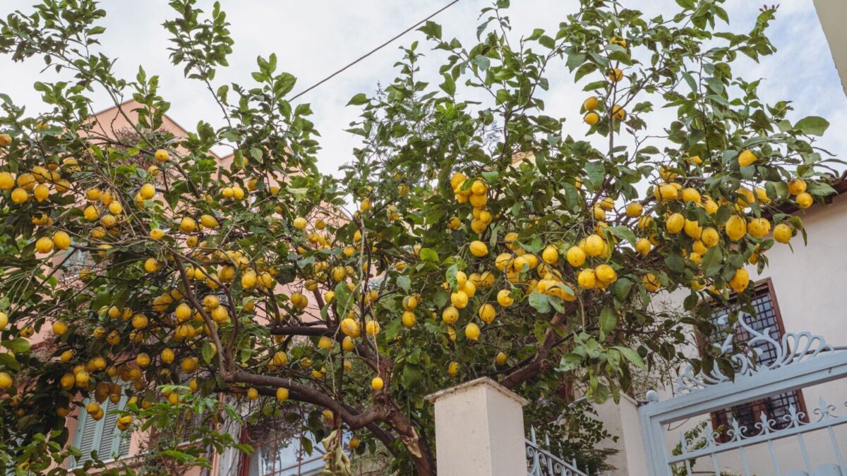 Saksıda Limon Ağacı Nasıl Yetiştirilir ve Meyve Vermesi Nasıl Sağlanır?
