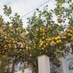 Saksıda Limon Ağacı Nasıl Yetiştirilir ve Meyve Vermesi Nasıl Sağlanır?