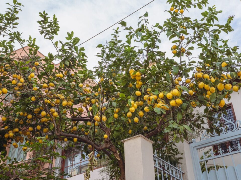 Saksıda Limon Ağacı Nasıl Yetiştirilir ve Meyve Vermesi Nasıl Sağlanır?