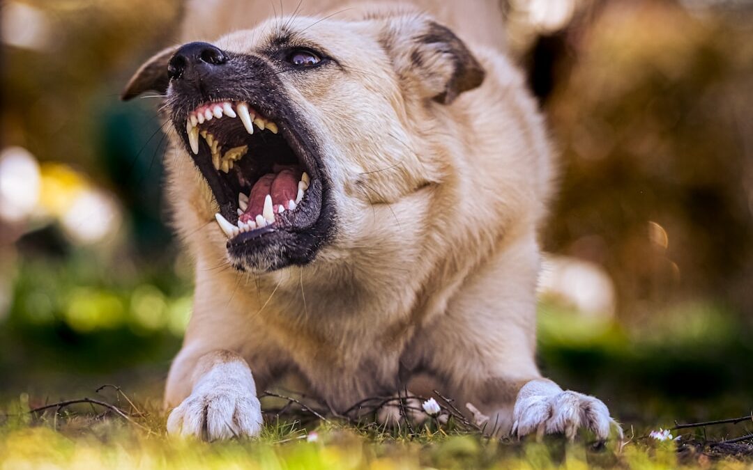 Köpeklerde Isırma Alışkanlığı Ve İnatçılık Nasıl Vazgeçirilir?