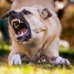 Köpeklerde Isırma Alışkanlığı Ve İnatçılık Nasıl Vazgeçirilir?