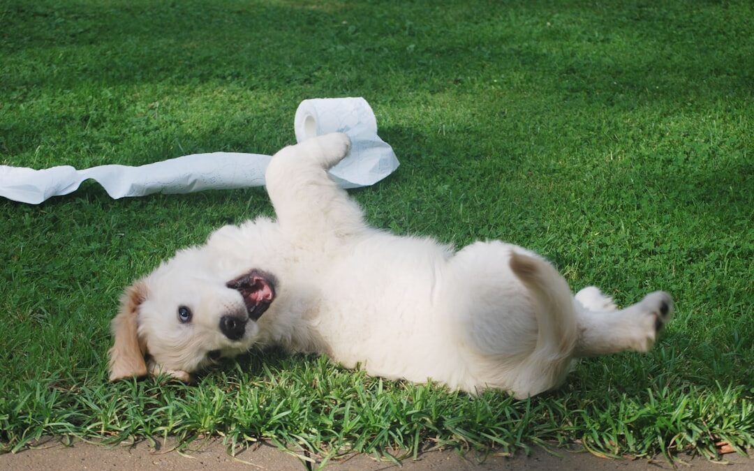 Yavru Köpeğe Tuvalet Eğitimi Evde En Kolay Nasıl Verilir?