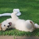 Yavru Köpeğe Tuvalet Eğitimi Evde En Kolay Nasıl Verilir?