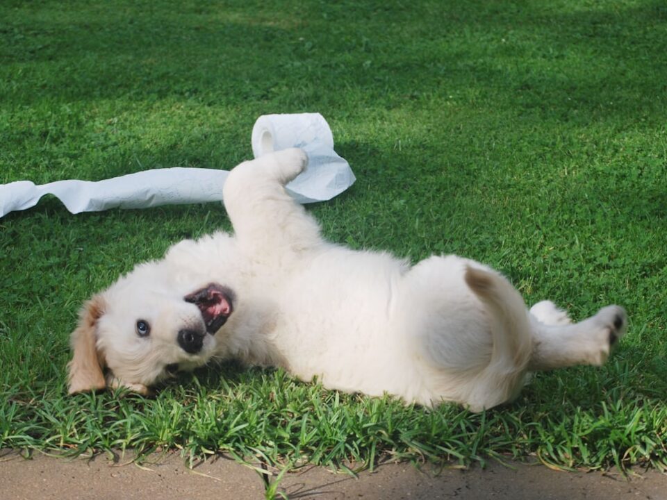 Yavru Köpeğe Tuvalet Eğitimi Evde En Kolay Nasıl Verilir?