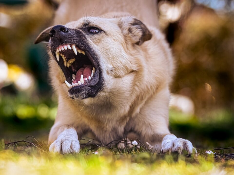 Köpeklerde Aşırı Havlama Sorunu Nasıl Çözülür?