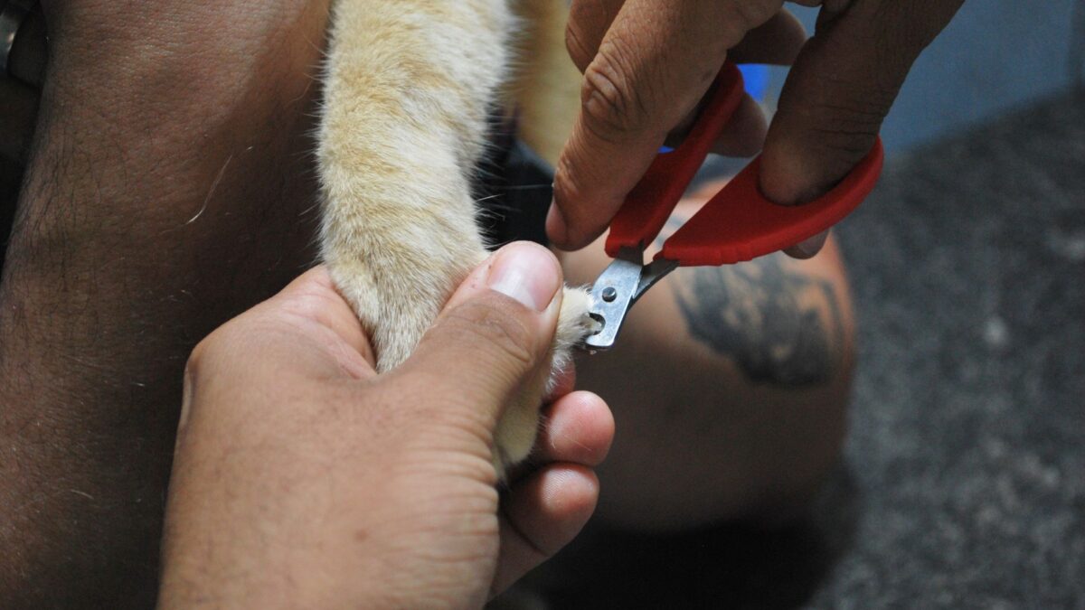 Köpek Tırnağı Evde Nasıl Kesilir? (Canlı Dokuyu Kestirmeden Kesim)