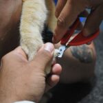 Köpek Tırnağı Evde Nasıl Kesilir? (Canlı Dokuyu Kestirmeden Kesim)