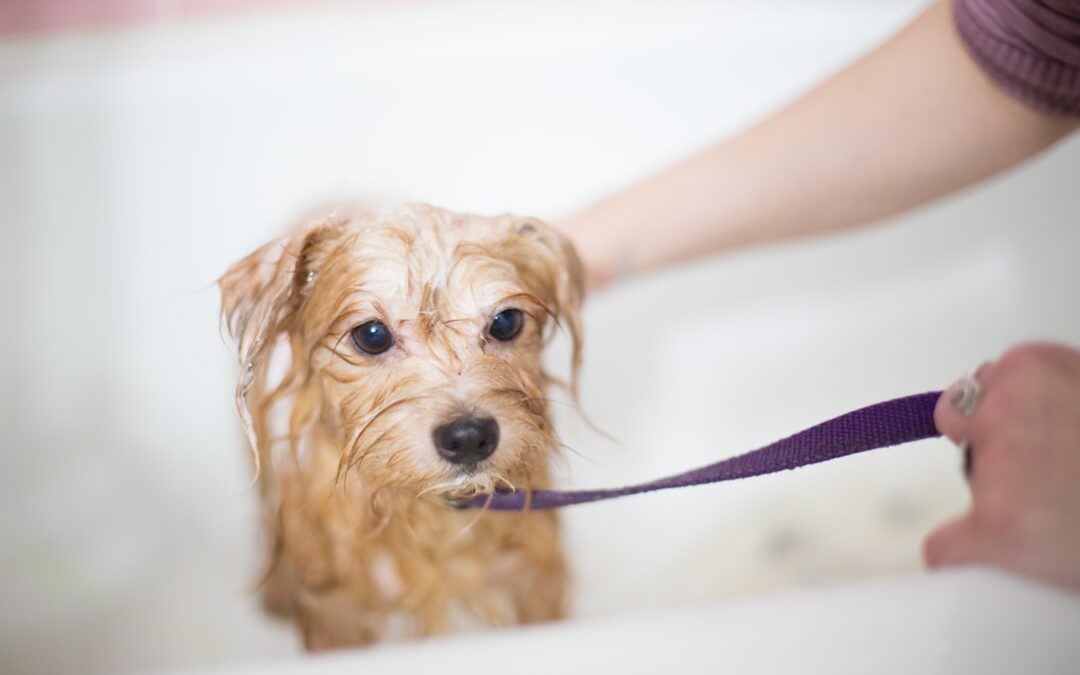 Evde Köpek Yıkama Rehberi: Köpek Koyu ve Tüylere Zarar Vermeden Nasıl Yıkanır?