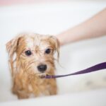 Evde Köpek Yıkama Rehberi: Köpek Koyu ve Tüylere Zarar Vermeden Nasıl Yıkanır?