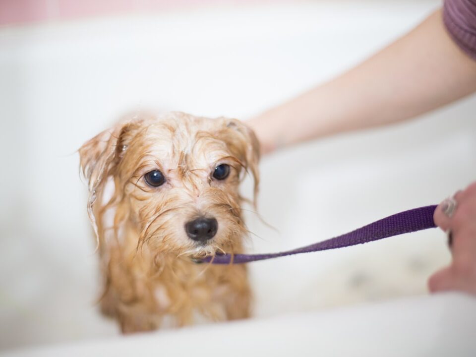 Evde Köpek Yıkama Rehberi: Köpek Koyu ve Tüylere Zarar Vermeden Nasıl Yıkanır?