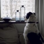Köpeğin Evde Yalnız Kalma Korkusu (Ayrılık Anksiyetesi) Nasıl Yenilir?