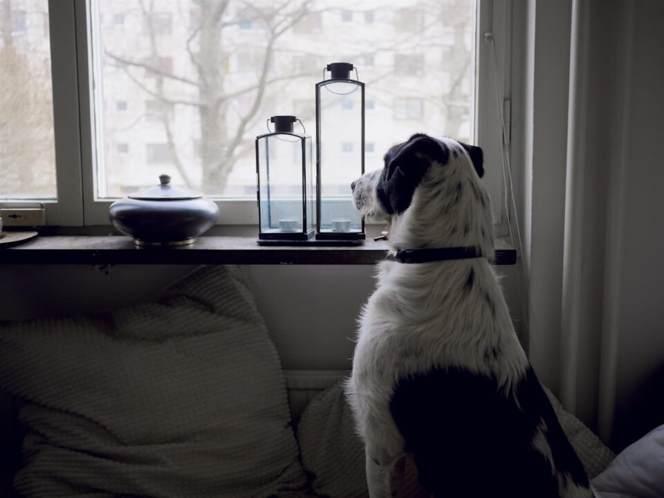 Köpeğin Evde Yalnız Kalma Korkusu (Ayrılık Anksiyetesi) Nasıl Yenilir?