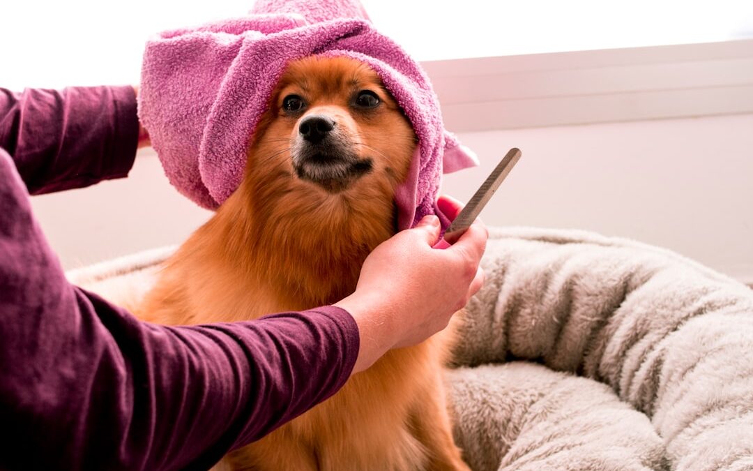 Köpek Tarağı Seçimi Ve Aşırı Tüy Dökülmesi Nasıl Önlenir?