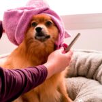 Köpek Tarağı Seçimi Ve Aşırı Tüy Dökülmesi Nasıl Önlenir?
