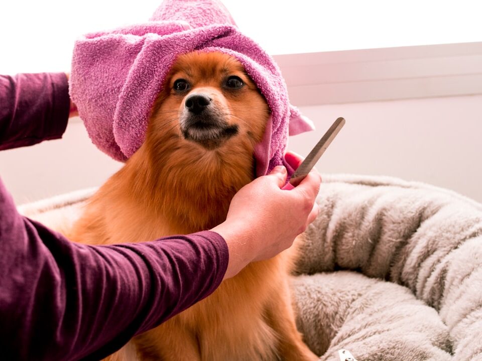 Köpek Tarağı Seçimi Ve Aşırı Tüy Dökülmesi Nasıl Önlenir?