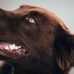 Köpek Diş Temizliği Ve Ağız Kokusu Evde Nasıl Giderilir?