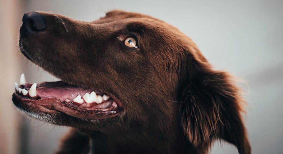 Köpek Diş Temizliği Ve Ağız Kokusu Evde Nasıl Giderilir?