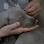 Yavru Köpek Evde İlk Gece Ağlaması Nasıl Yatıştırılır?