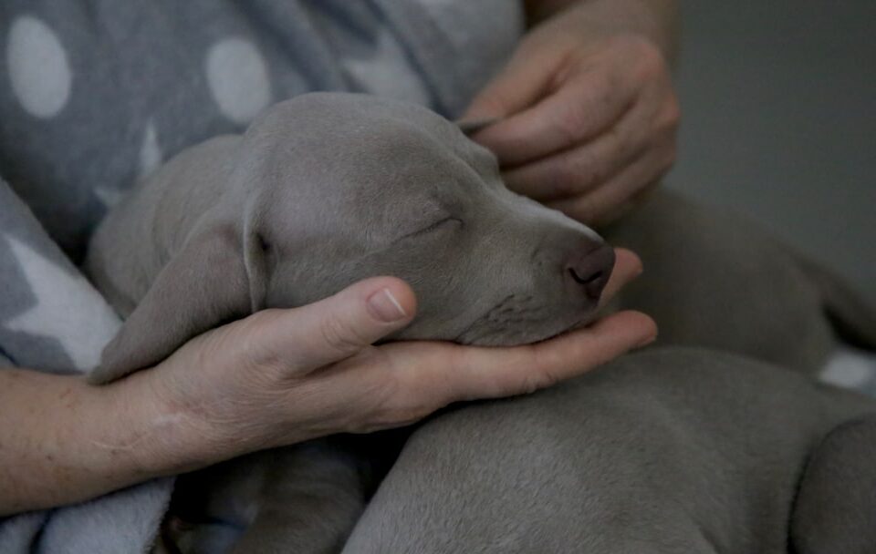 Yavru Köpek Evde İlk Gece Ağlaması Nasıl Yatıştırılır?