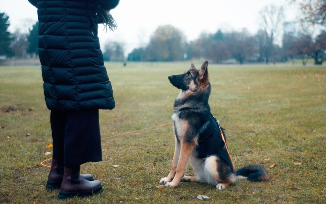 Köpeklere “Otur, Bekle, Gel” Temiz Komutları Nasıl Öğretilir?