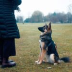 Köpeklere “Otur, Bekle, Gel” Temiz Komutları Nasıl Öğretilir?