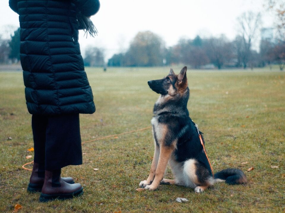Köpeklere “Otur, Bekle, Gel” Temiz Komutları Nasıl Öğretilir?