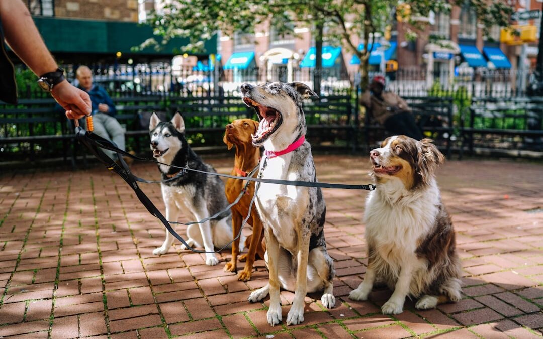 Köpeğin Yabancı İnsanlara Ve Diğer Köpeklere Sosyalleşmesi Nasıl Sağlanır?