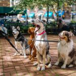 Köpeğin Yabancı İnsanlara Ve Diğer Köpeklere Sosyalleşmesi Nasıl Sağlanır?