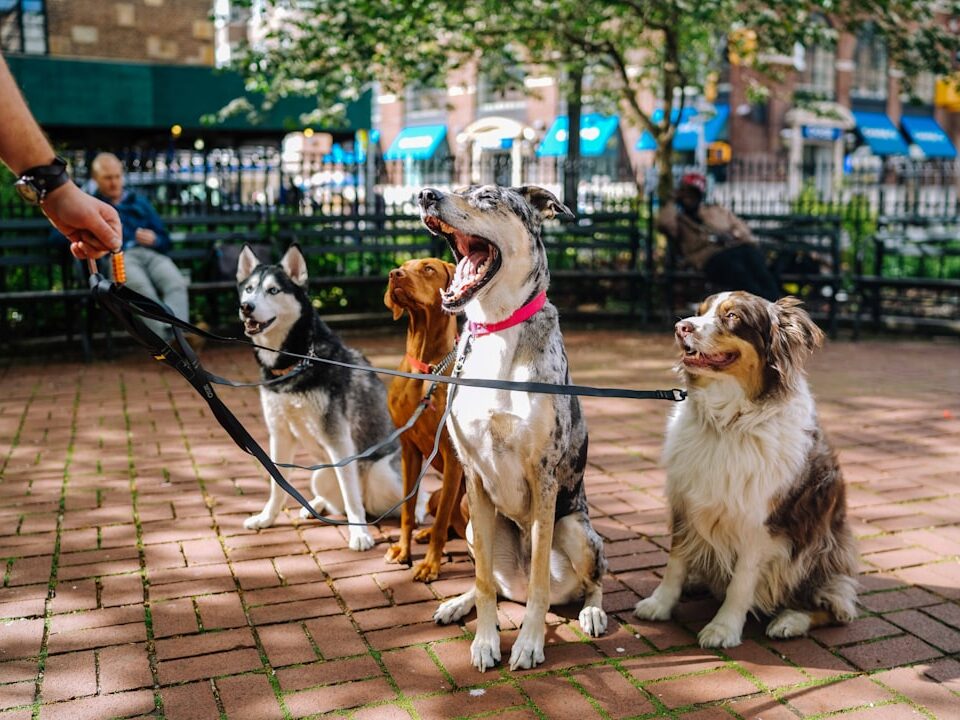 Köpeğin Yabancı İnsanlara Ve Diğer Köpeklere Sosyalleşmesi Nasıl Sağlanır?