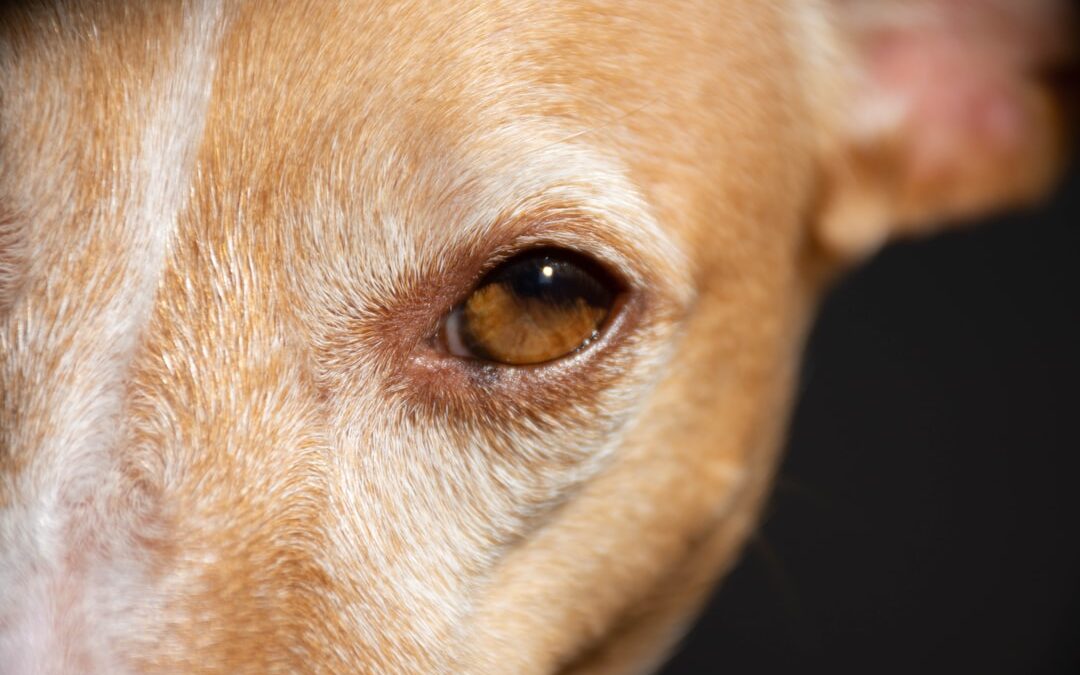 Köpek Göz Ve Kulak Temizliği Güvenli Şekilde Nasıl Yapılır?