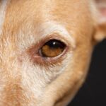 Köpek Göz Ve Kulak Temizliği Güvenli Şekilde Nasıl Yapılır?