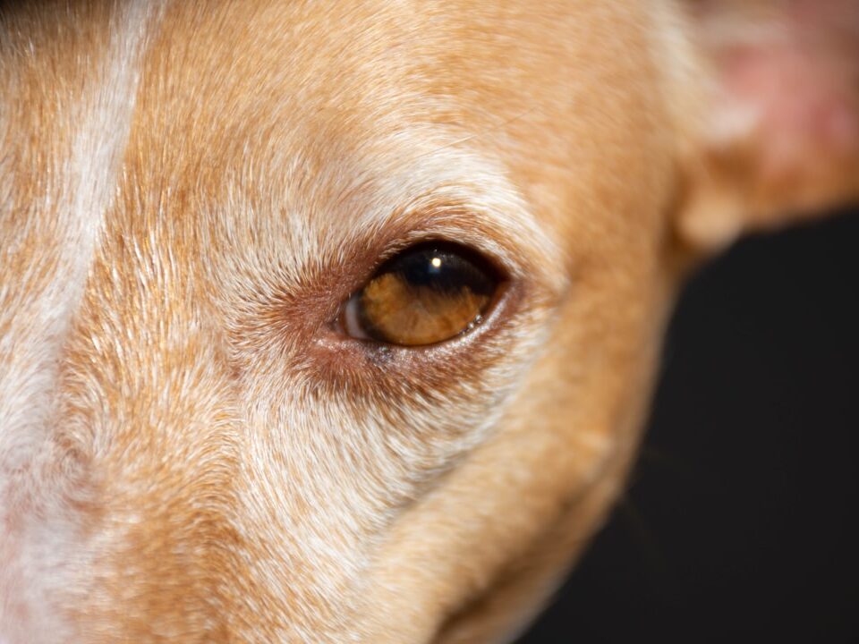 Köpek Göz Ve Kulak Temizliği Güvenli Şekilde Nasıl Yapılır?