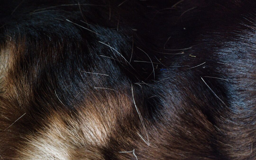 Köpeklerde Pire Ve Kene Temizliği Evde Nasıl Yapılır?