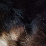 Köpeklerde Pire Ve Kene Temizliği Evde Nasıl Yapılır?