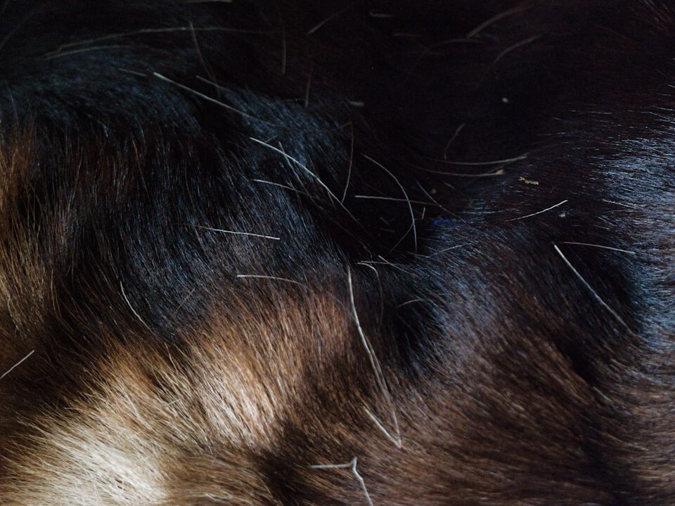 Köpeklerde Pire Ve Kene Temizliği Evde Nasıl Yapılır?