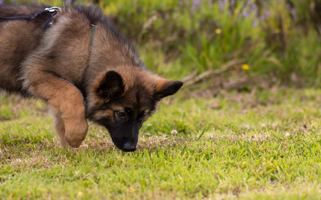 Köpekler Neden Ot Yer? Kusma Ve Ot Yeme Nedeni Nasıl Anlaşılır?