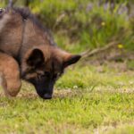 Köpekler Neden Ot Yer? Kusma Ve Ot Yeme Nedeni Nasıl Anlaşılır?