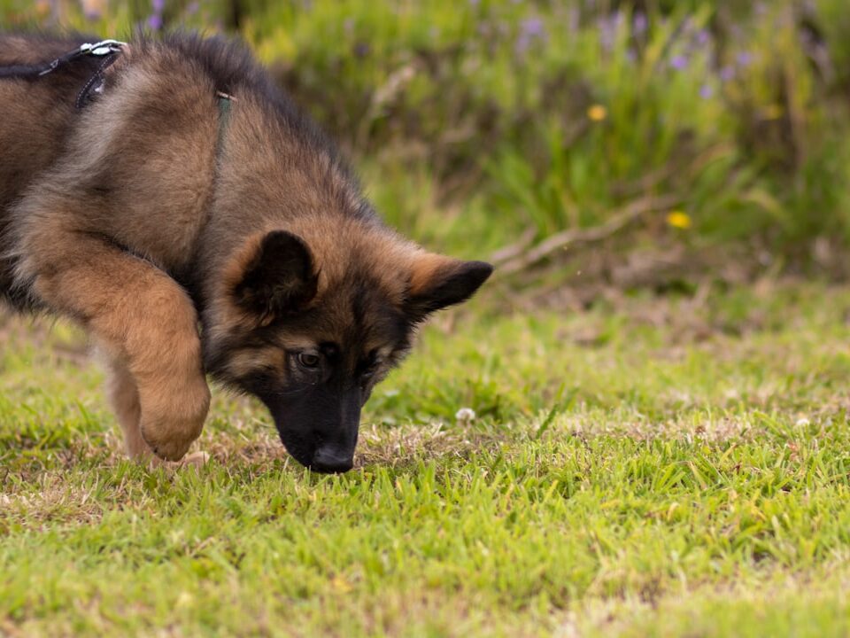 Köpekler Neden Ot Yer? Kusma Ve Ot Yeme Nedeni Nasıl Anlaşılır?